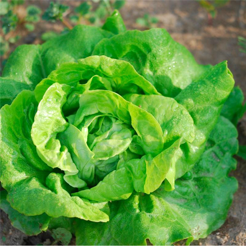 Salade pommée verte
